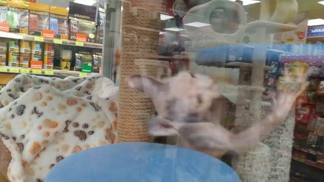 Кошка породы Эльф смотреть онлайн