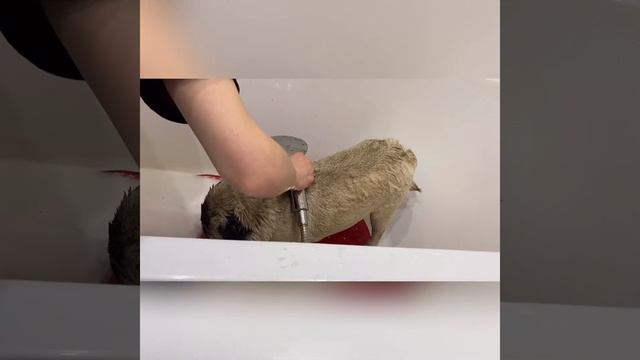 Груминг мопса на косметике Ashley Craig смотреть онлайн