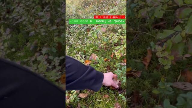 Очищенный гриб(белый, лисичка) сдаю по 360₽ за килограмм местным скупщикам на рынке Про #грибы