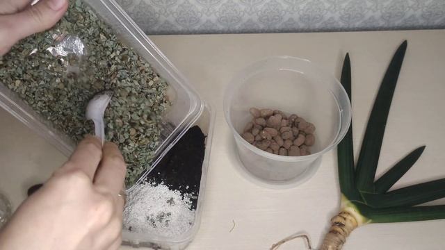 Сансевиерия Тиара Ємеральд(изумрудная красотка). Сансевиерия цилиндрическая. Укоренение сансевиерии