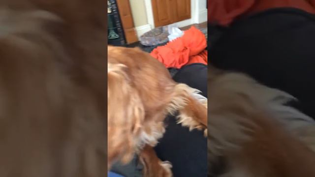 Take that! (Rabid dog) смотреть онлайн