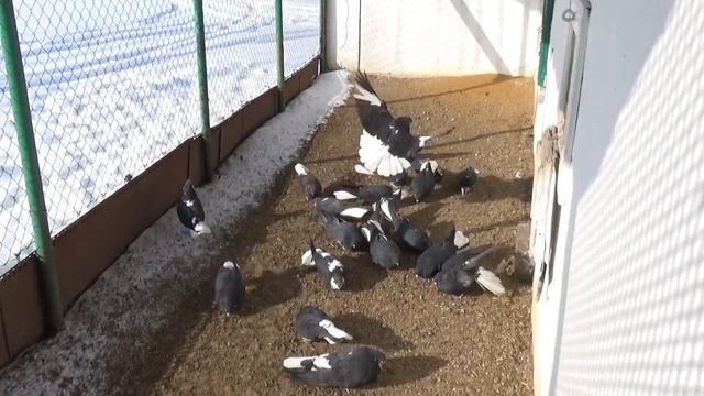 Голуби! Рыжики 2018 года! смотреть онлайн