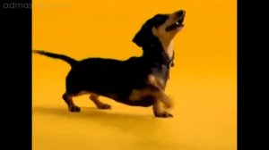Корм для собак Pedigree с говядиной