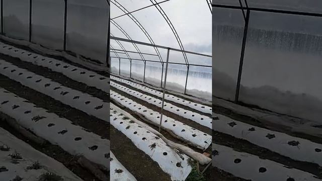 Пергола под Виноград смотреть онлайн