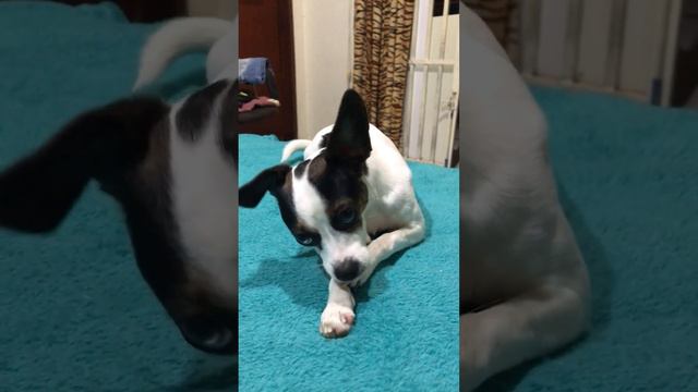 #pets #pet #dog #explore #exploremore #explorepage #foryou #pincher #shortvideo смотреть онлайн