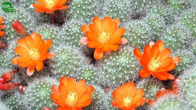 10 Lindas variedades de Rebutia смотреть онлайн