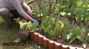 Что делать, когда тюльпаны отцвели. Уборка  на созревание