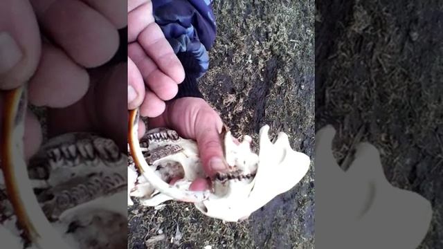 Череп и зубы Бобра смотреть онлайн