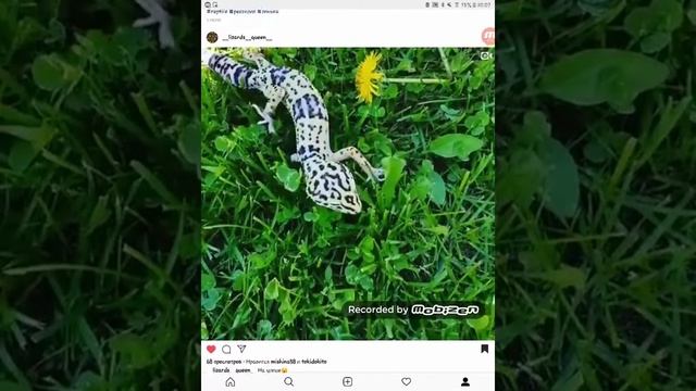 Обзор Моего Инстаграма||Показываю Новых Питомцев!!! смотреть онлайн