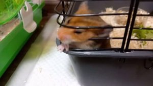 как отучить хомяка грызть клетку? /(любимое занятие хомяка Стаси? )