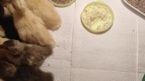 Кормление индоутят с первых часов их жизни