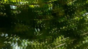 виноград Гурман Лакомка.Реализация!