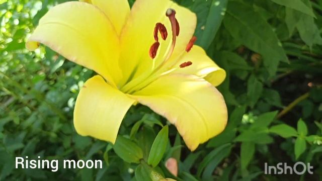 Лилии ОТ- гибриды, мои новинки из агрофирмы Поиск: Опера, Бонбини, Райзинг Мун,Африкан леди. смотреть онлайн