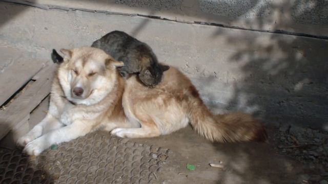 А теперь покатай меня или ASMR массаж. смотреть онлайн