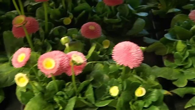 Bellis perennis смотреть онлайн