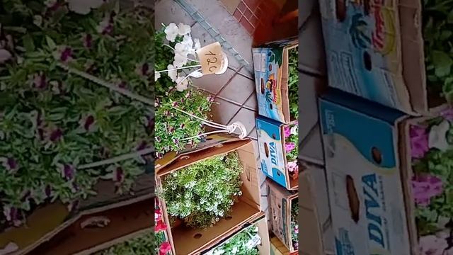 эти цветы для вас