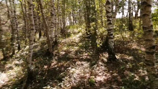 Собираем грибы осенью. смотреть онлайн