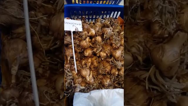 Мое богатство, которое я закопаю. смотреть онлайн