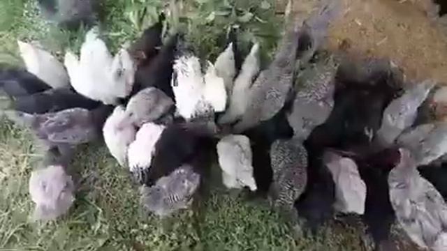 Our Dominant CZ D107 Chicken all Layer Type смотреть онлайн