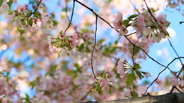 Music That Is No Longer Heard On The Radio - Top 30 Instrumental Guitar Music 2024 смотреть онлайн