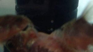 Крапчатый сомик нерест Нерест коридорасов Икра Мальки