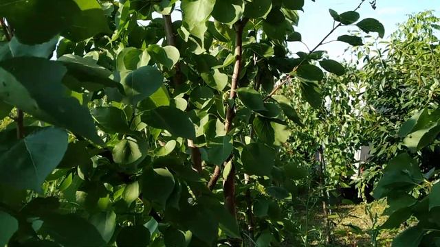 Абрикос Харгранд