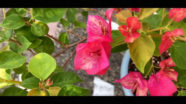 Bougainvillea - Red September | Plant No 1