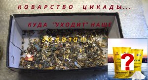 Коварство Цикады.Куда  ''уходит'' наше  Золото!