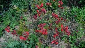 Рододендрон листопадный или азалия: обзор!