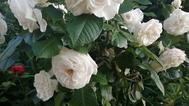 Четыре забытые Остинки смотреть онлайн