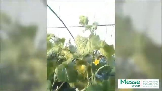 Отзыв об огурце СВ 3506 ЦВ от Seminis (020618)