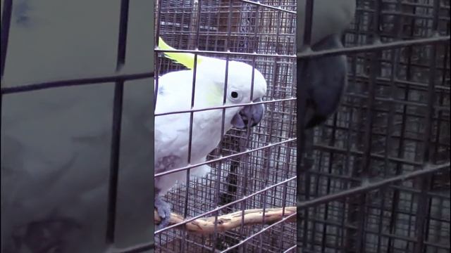 КАКАДУ ТРЕБУЕТ вкусняшки #Shorts (talking cockatoo: Come on, come on) смотреть онлайн