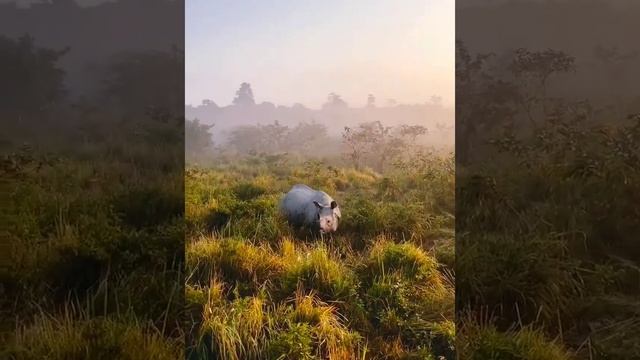 Kaziranga National Park, Assam, India #adventure #tourism смотреть онлайн