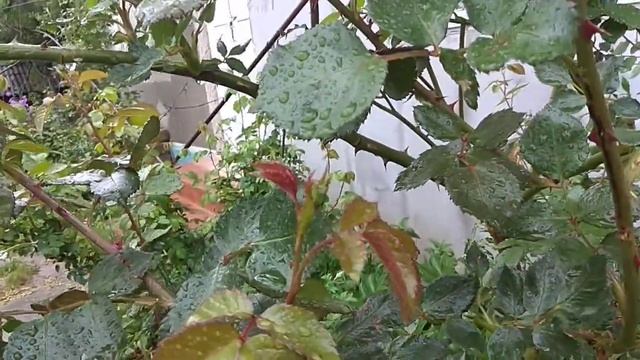 Зелёная тля на розах как бороться