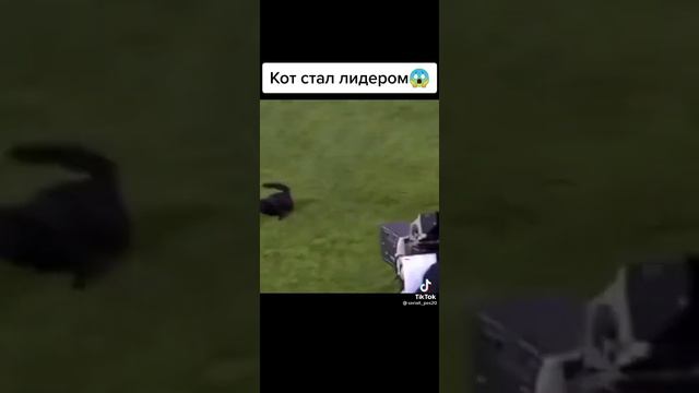 Кот стал лидером! Кот футболист забил гол! смотреть онлайн