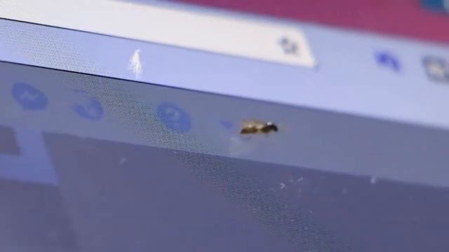 Insect | Taken by canon EOS 750D смотреть онлайн