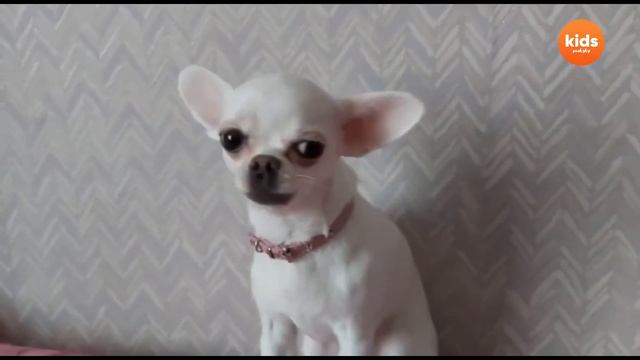 Чихуахуа // Мой питомец на Заокский kids смотреть онлайн