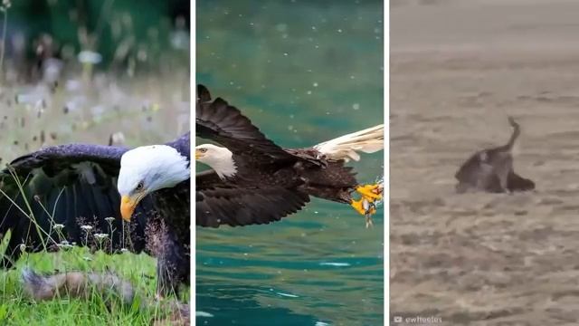 Животные, Которых Боятся Хищники