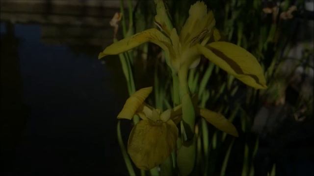 Flowers In The Guppy Ponds - Iris Pseudacorus ᴴᴰ