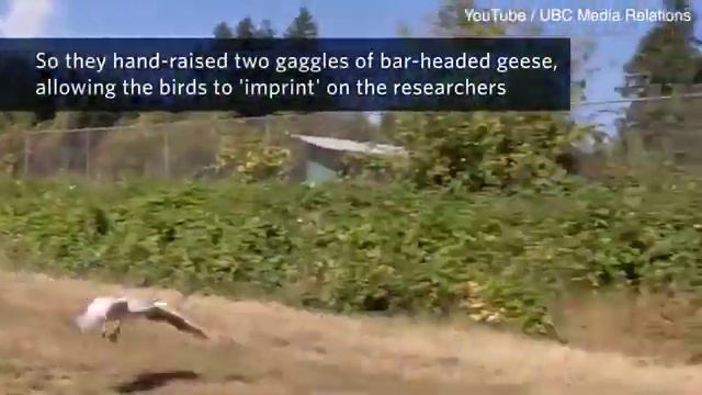 Гуси с барами летают на необычайной высоте смотреть онлайн