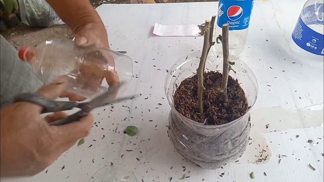 How to grow bougainvillea cutting s in used Plastic bottles without rooting hormones смотреть онлайн