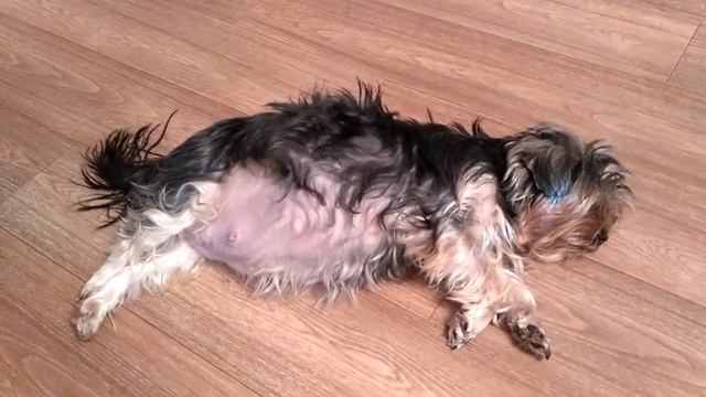 КОГДА У СОБАК ЗАМЕТНА БЕРЕМЕННОСТЬ смотреть онлайн