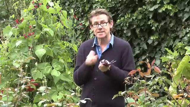 Nigel Slater Tender - A Cook and his Vegetable Patch. Part 1 Beans смотреть онлайн