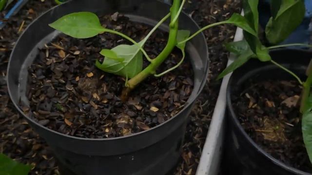 САМЫЕ НАДЕЖНЫЕ СОРТА СЛАДКОГО ПЕРЦА. Проверены на Урале! смотреть онлайн