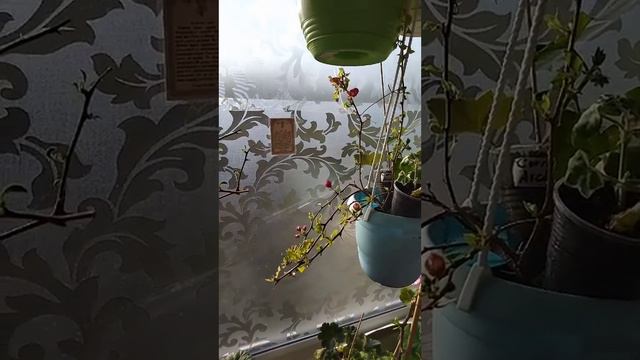 Мои спящие красотки#бугенвиллии просыпаются. ☺ смотреть онлайн