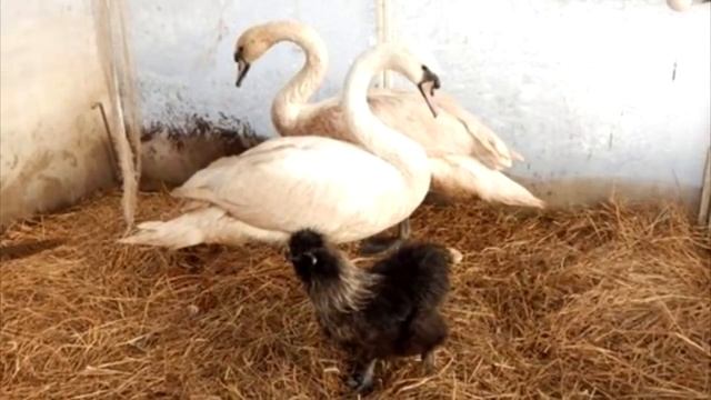 Обычная женщина из города Остров спасла стаю лебедей от мороза