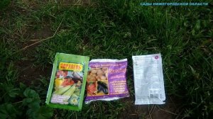 Чем подкормить виноград летом