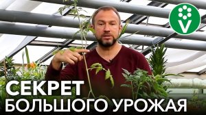 ГЛАВНОЕ ПРАВИЛО БОЛЬШОГО УРОЖАЯ ТОМАТОВ