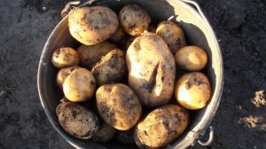 Адретта Картофель Характеристика