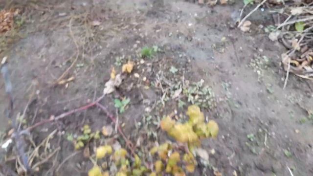 какие же они уходят на зимовку, вся правда про Богом данных.... смотреть онлайн